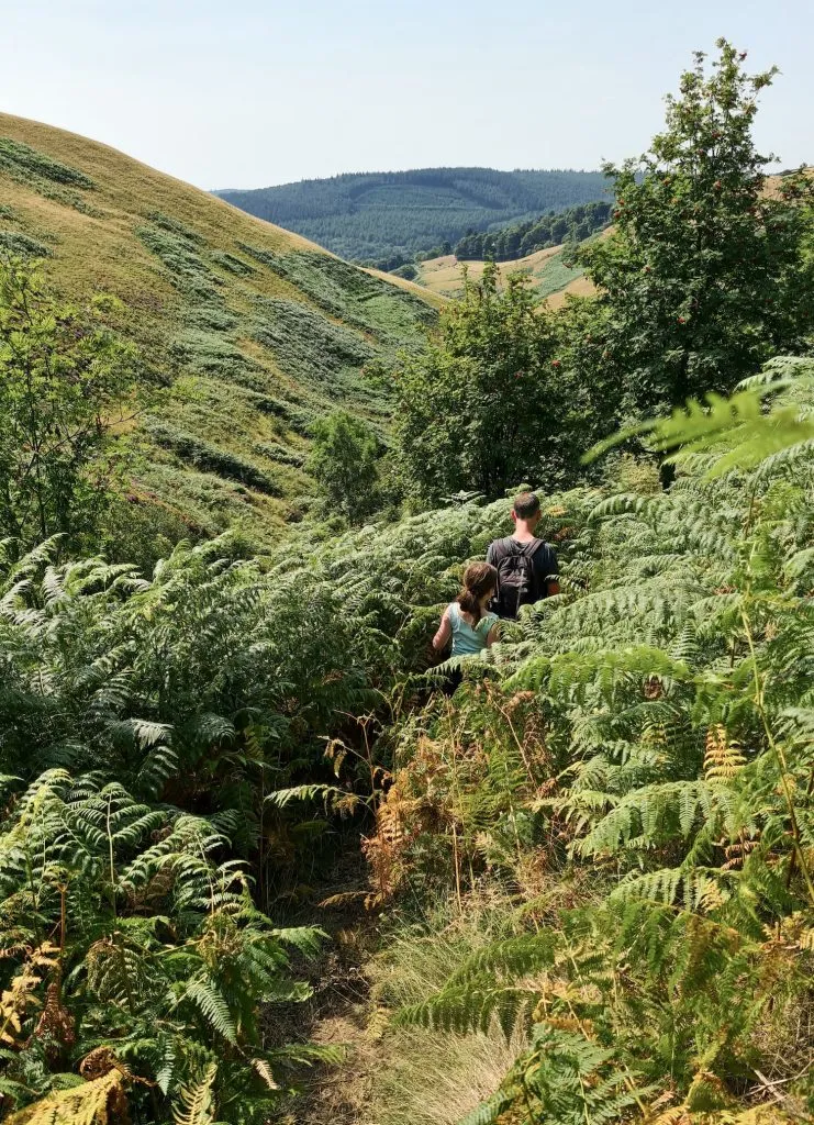 Wading through bracken down Dovestone Clough - The Wandering Wildflower