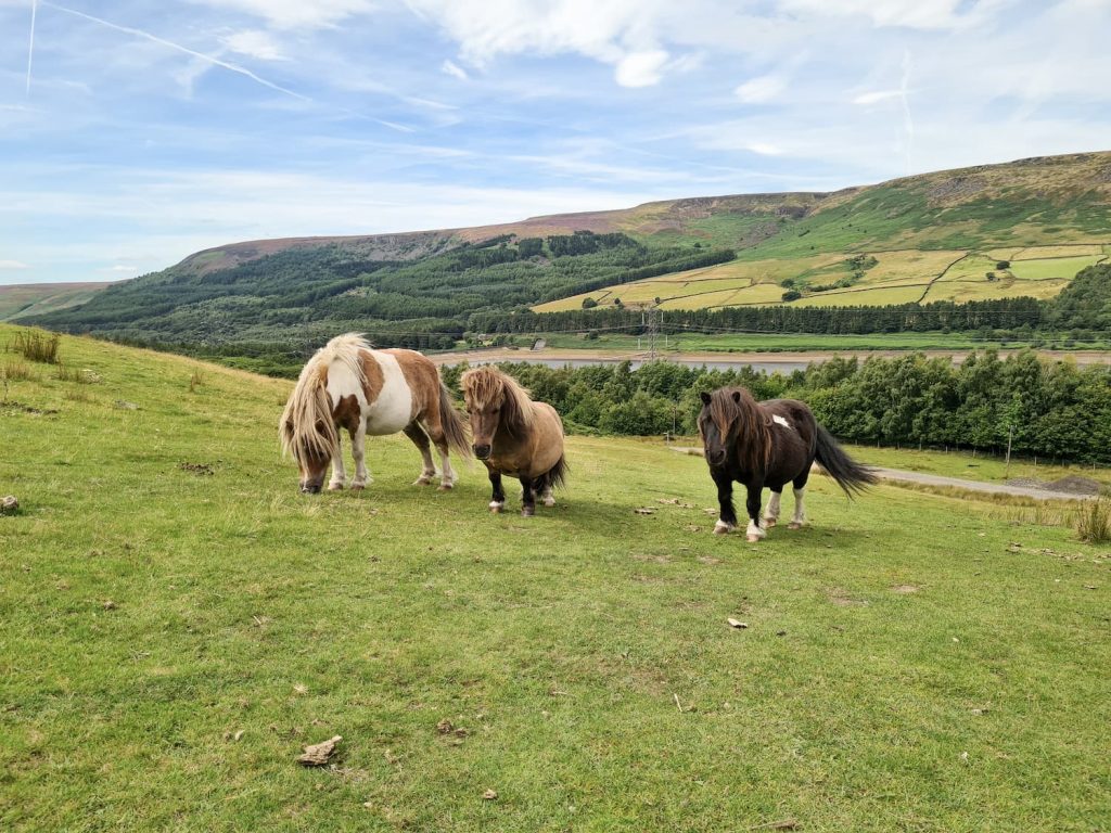 Tiny ponies at Crowden