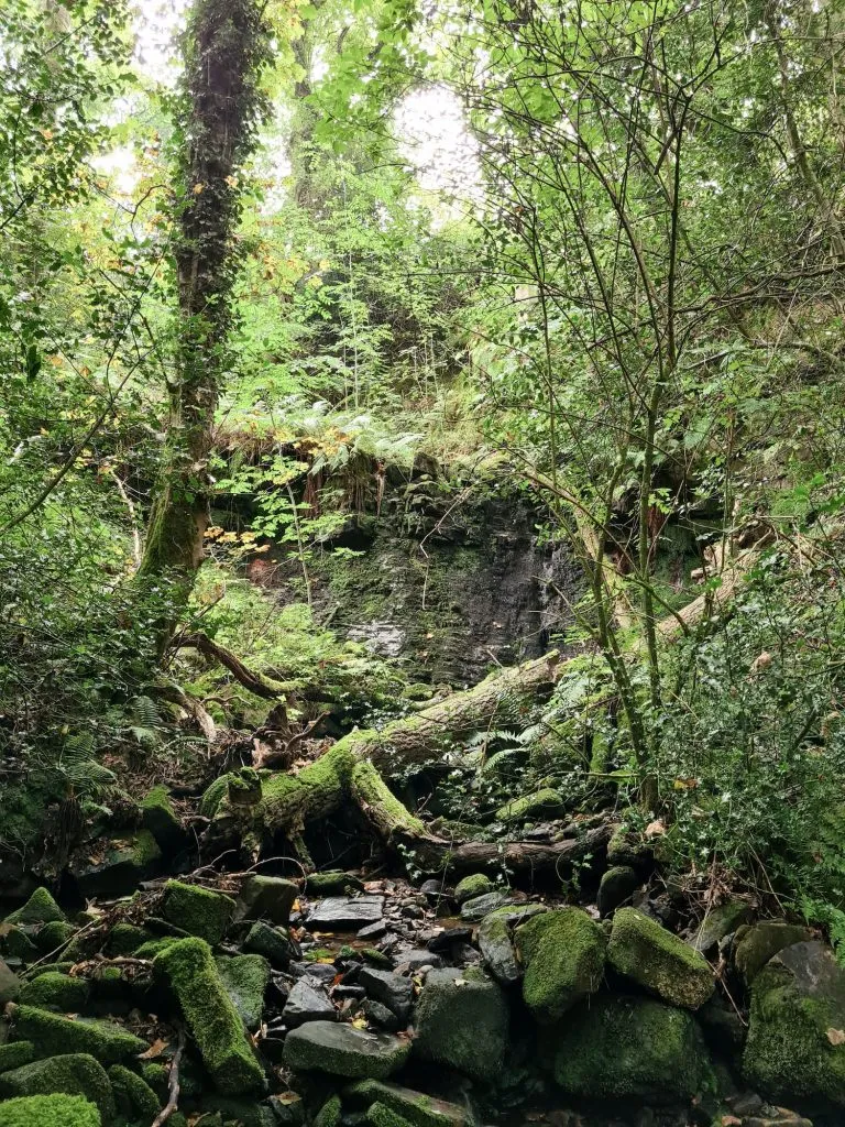 Woodland - The Wandering Wildflower