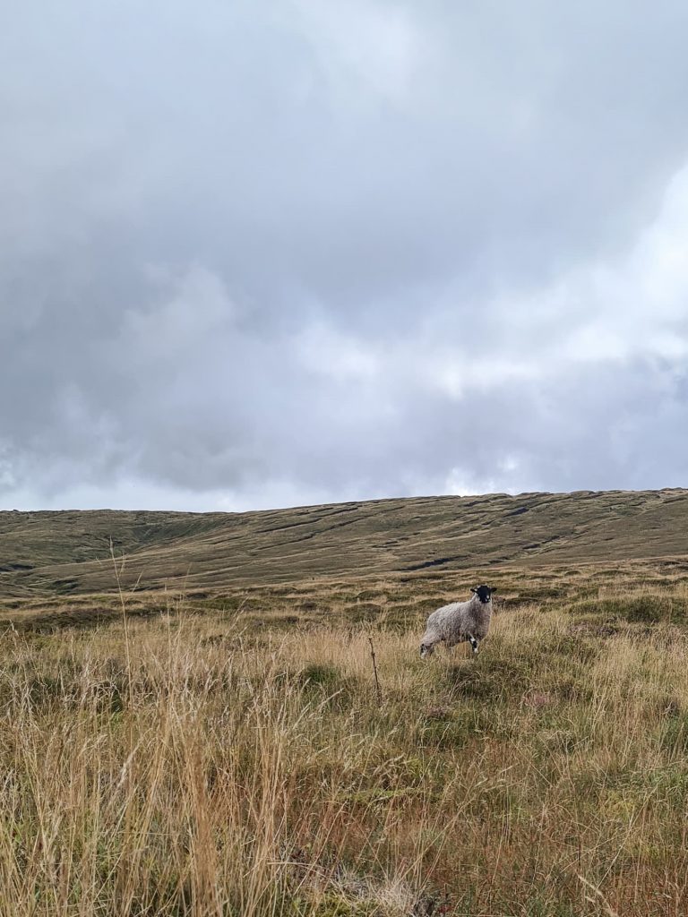 A lone sheep on Bleaklow - The Wandering Wildflower