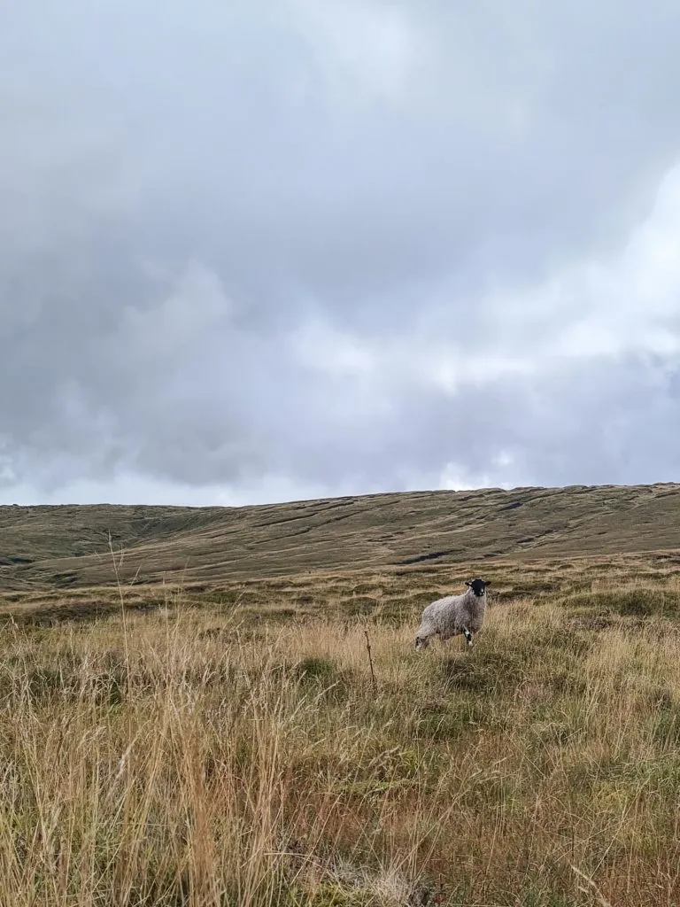 A lone sheep on Bleaklow - The Wandering Wildflower