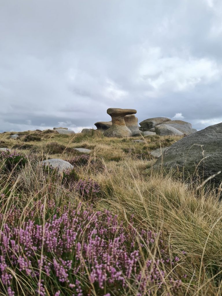 Bleaklow Stones - The Wandering Wildflower