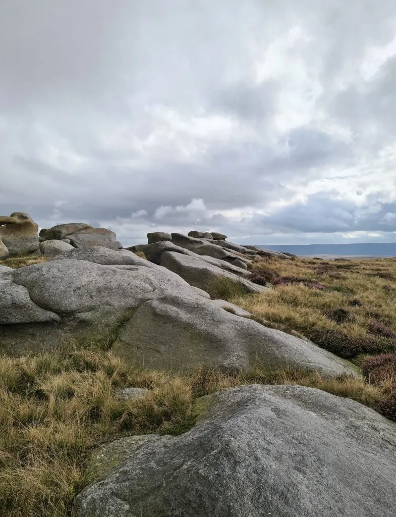 Bleaklow Stones - The Wandering Wildflower