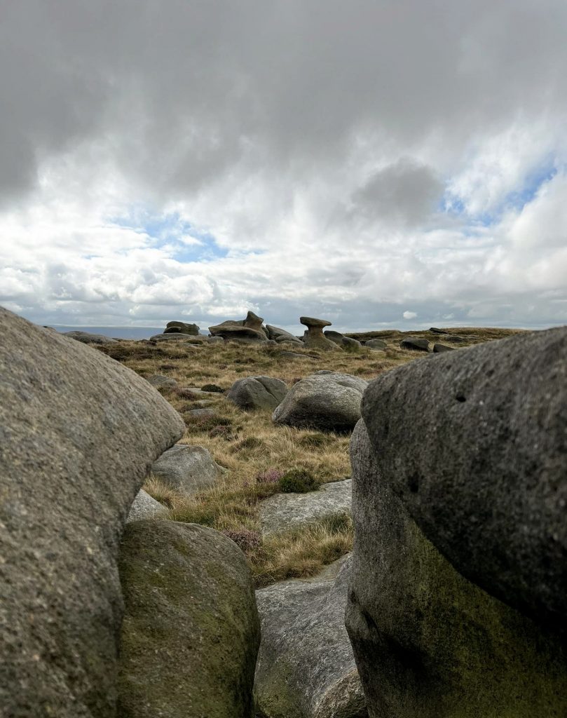 Bleaklow Stones - The Wandering Wildflower