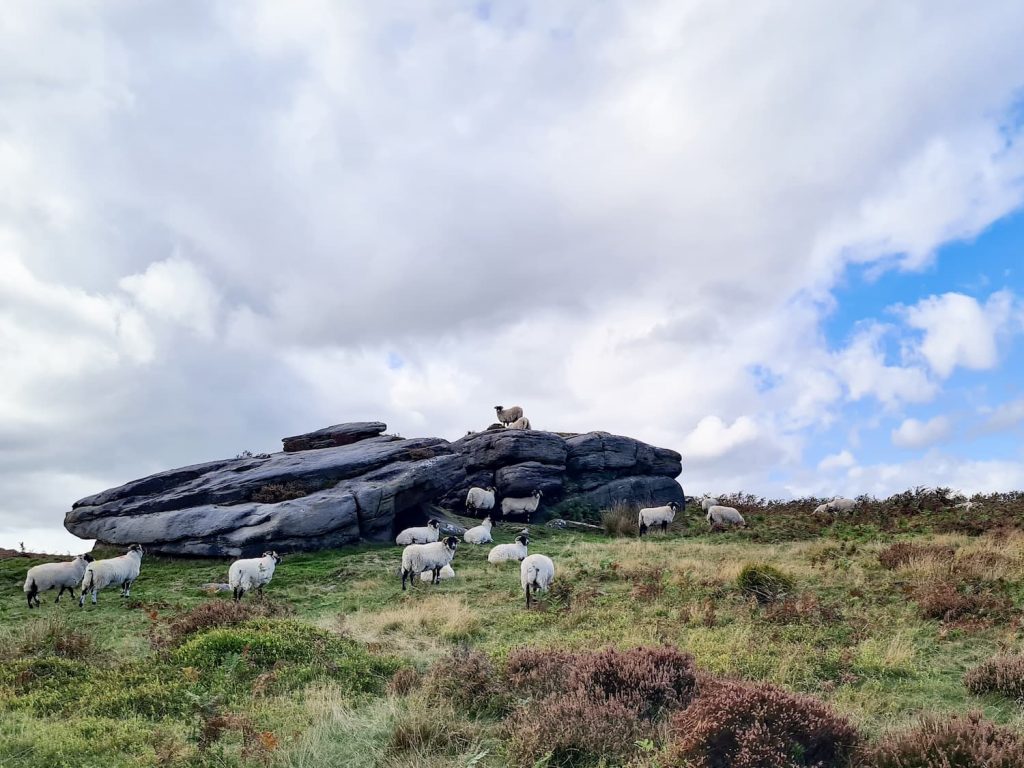 A gritstone tor near Carl Wark - The Wandering Wildflower