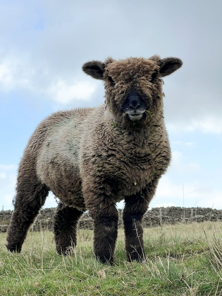 A cute brown South Downs sheep