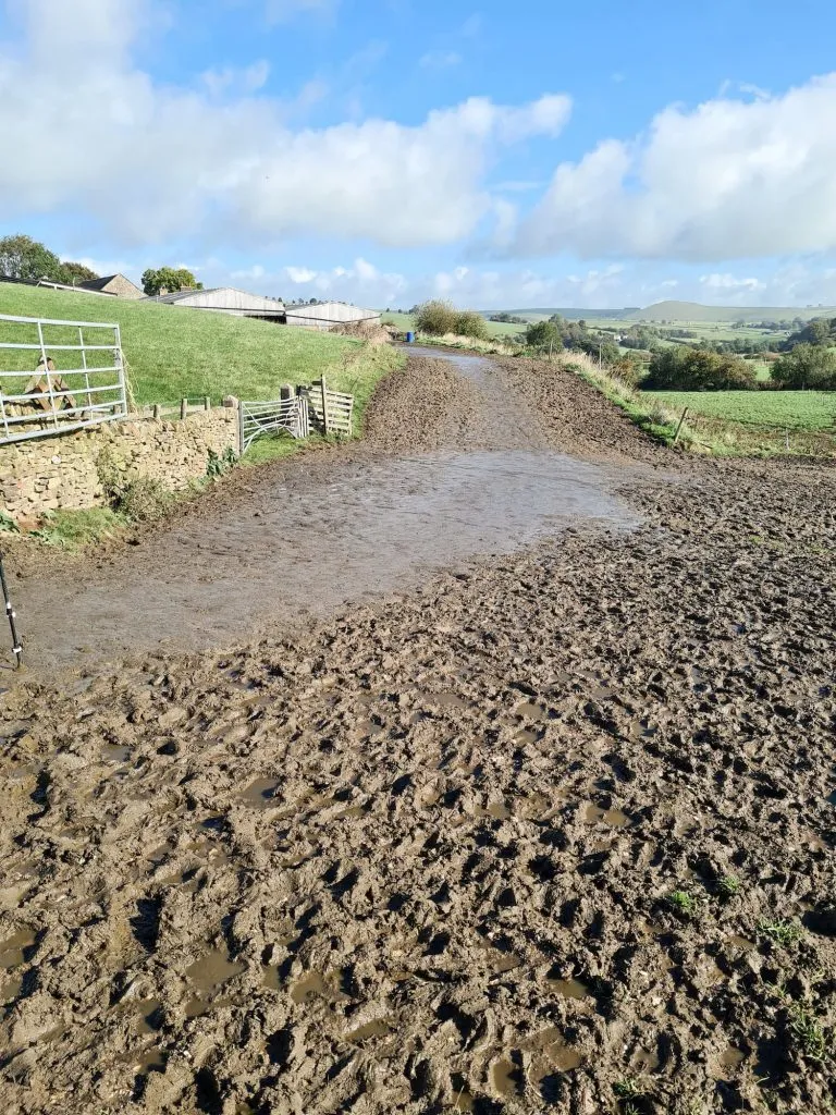 A field covered in wet cow manure