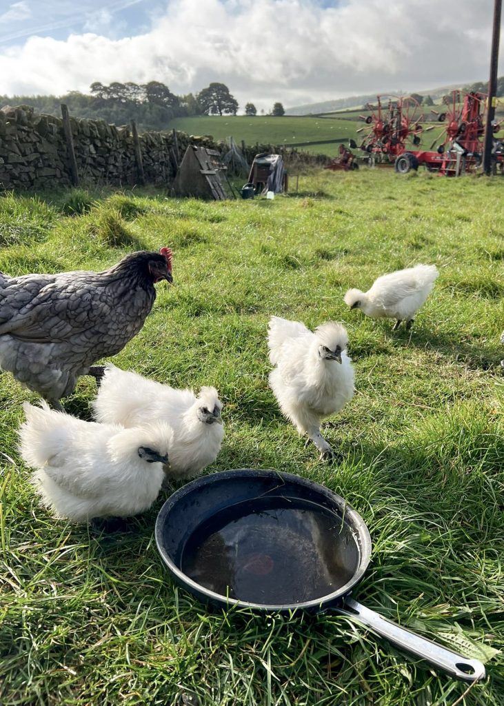 Some small white chickens drinking from a frying pan!