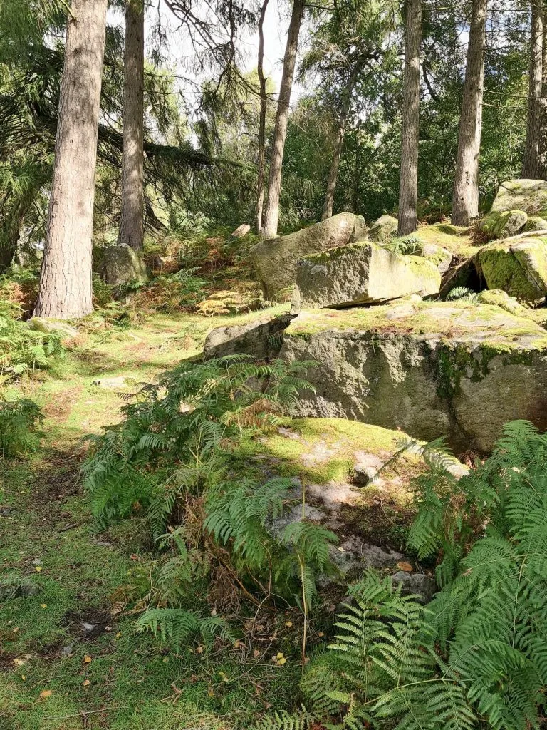 Woodland at the Longshaw Estate - The Wandering Wildflower