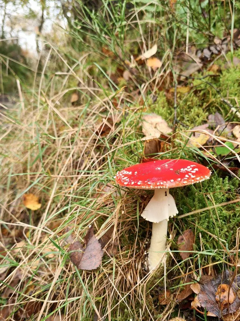 A Fly Agaric Toadstool in some Peak District woodland