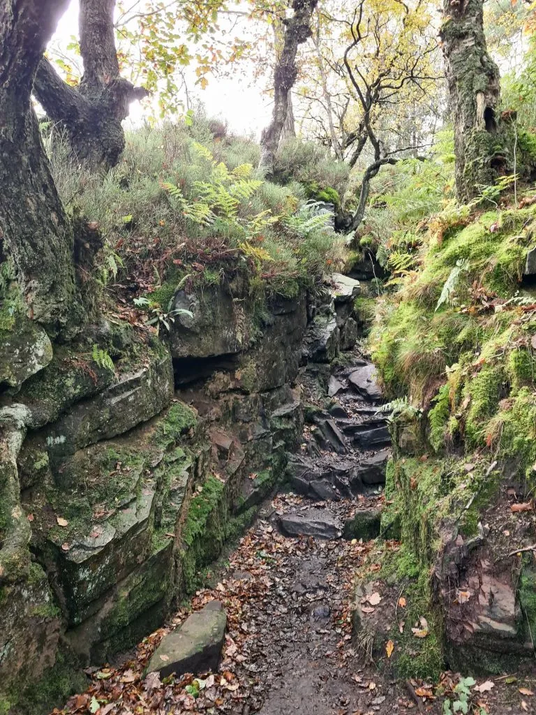 Lud's Church - The Wandering Wildflower