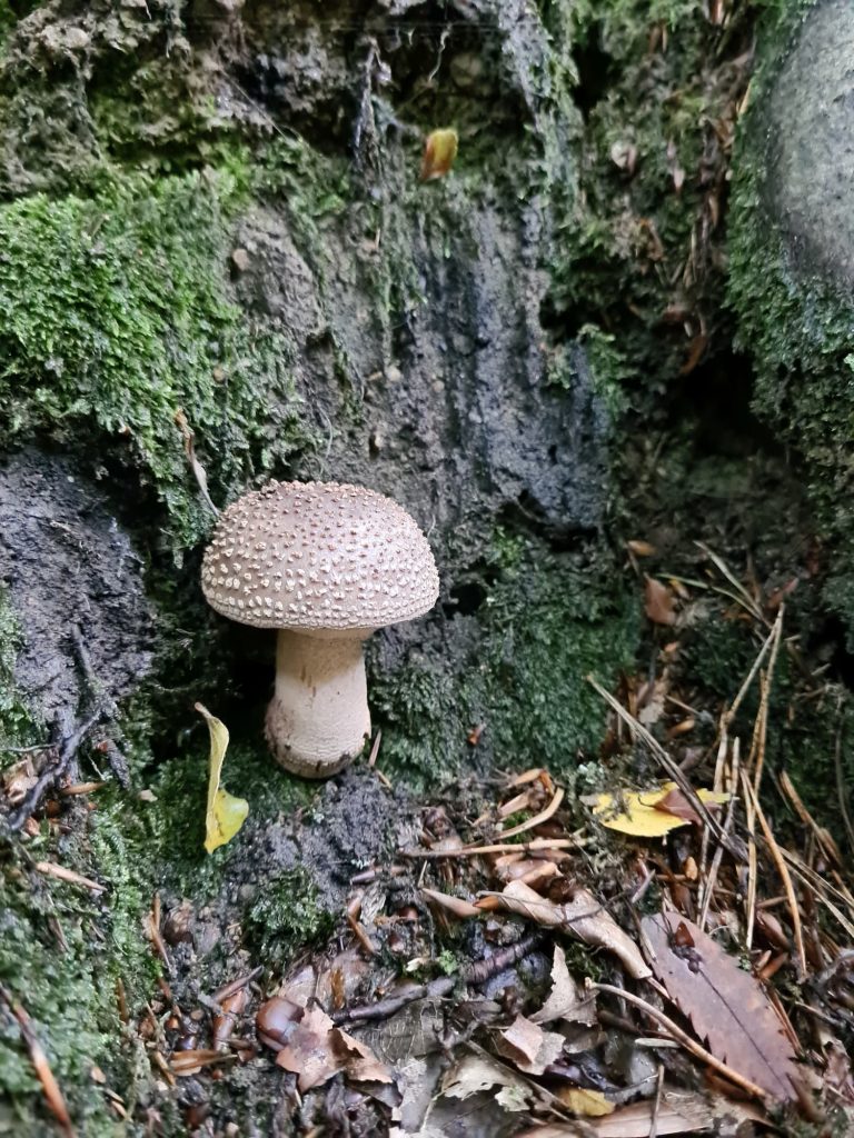 Toadstool at Padley Gorge in early autumn - The Wandering Wildflower