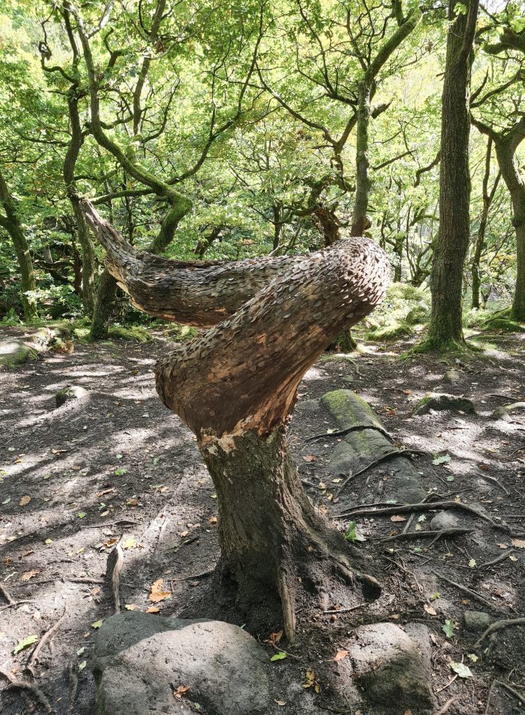 Money tree at Padley Gorge in early autumn - The Wandering Wildflower