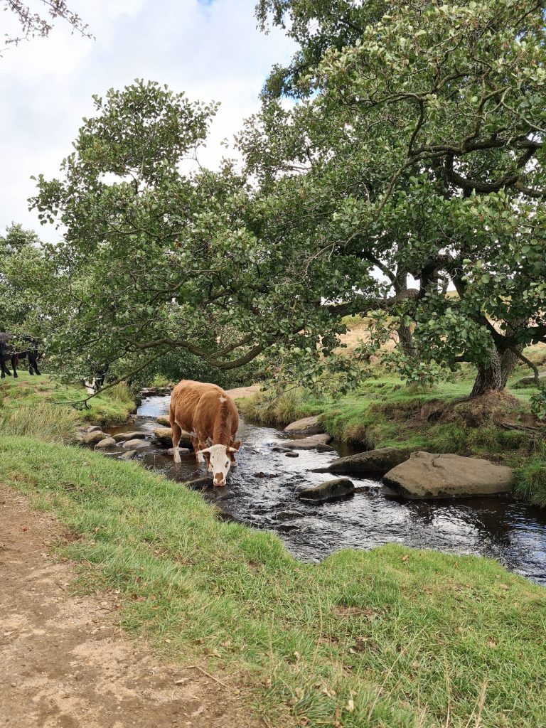 Cow drinking from Burbage Brook - The Wandering Wildflower