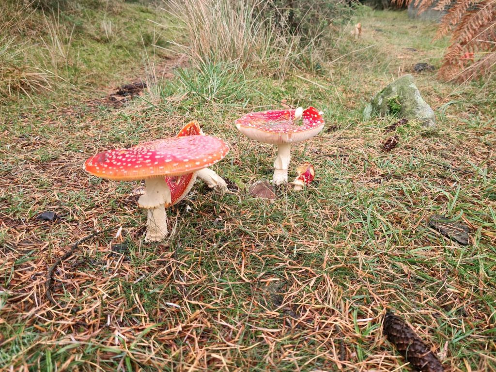 Red and white toadstools