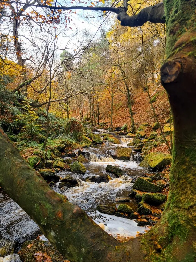 Wyming Brook Nature Reserve Walk - Waterfalls and Woodland