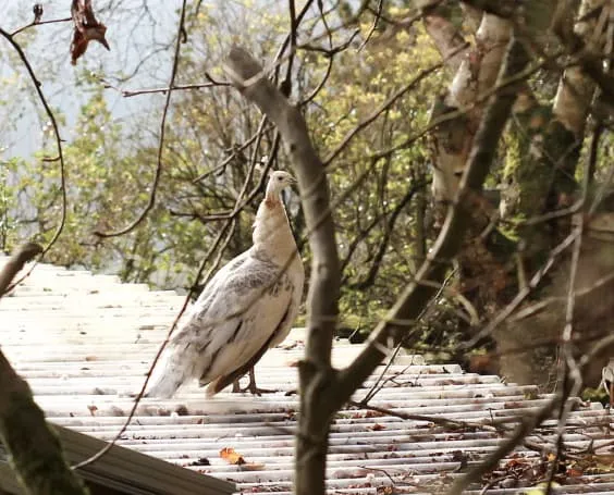A white peacock
