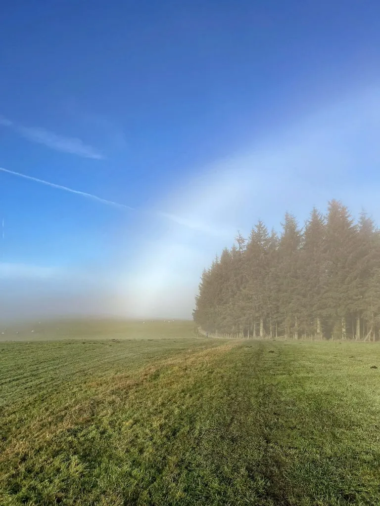 Fogbow over some pine trees