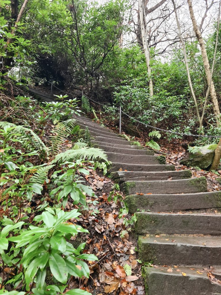 Some stone steps in a woodland