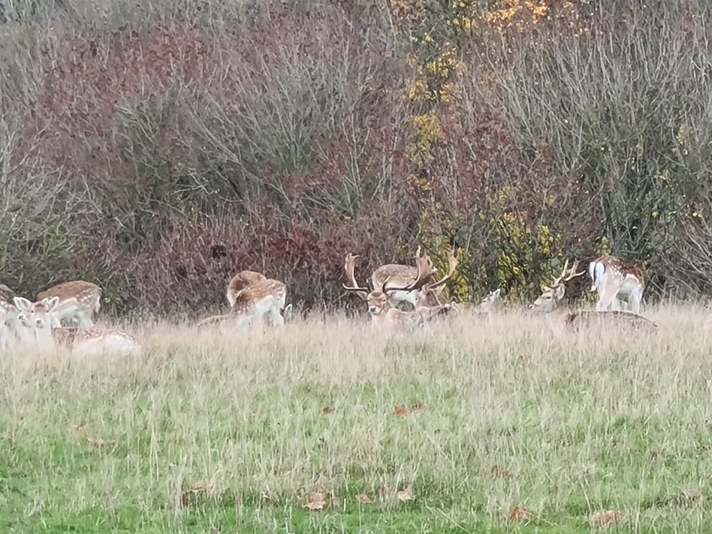 Herd of Fallow Deer at Chatsworth