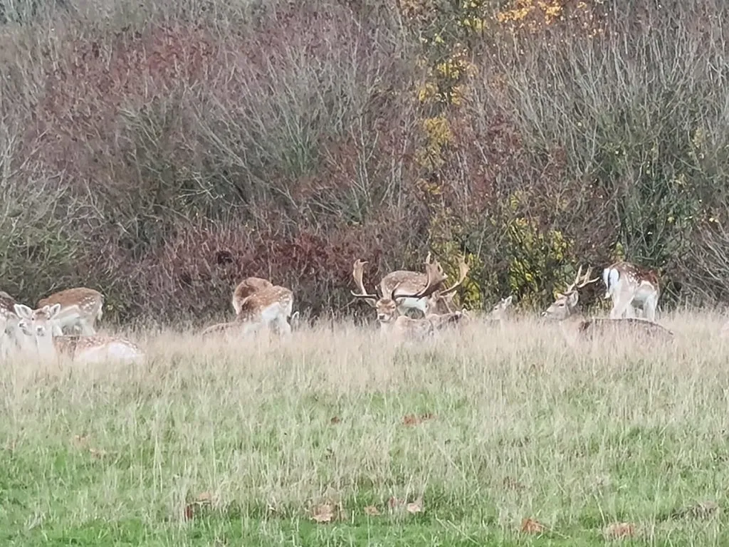 Herd of Fallow Deer at Chatsworth
