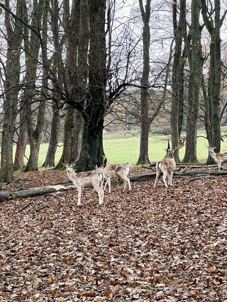 Fallow deer at Chatsworth House