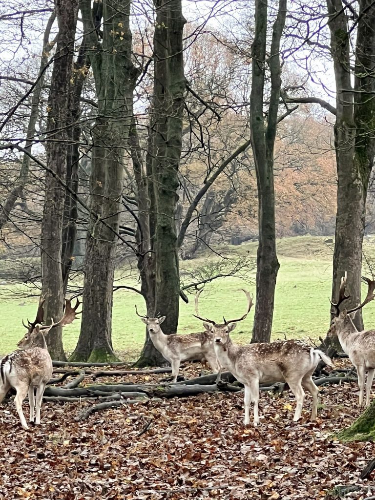 Fallow deer at Chatsworth House