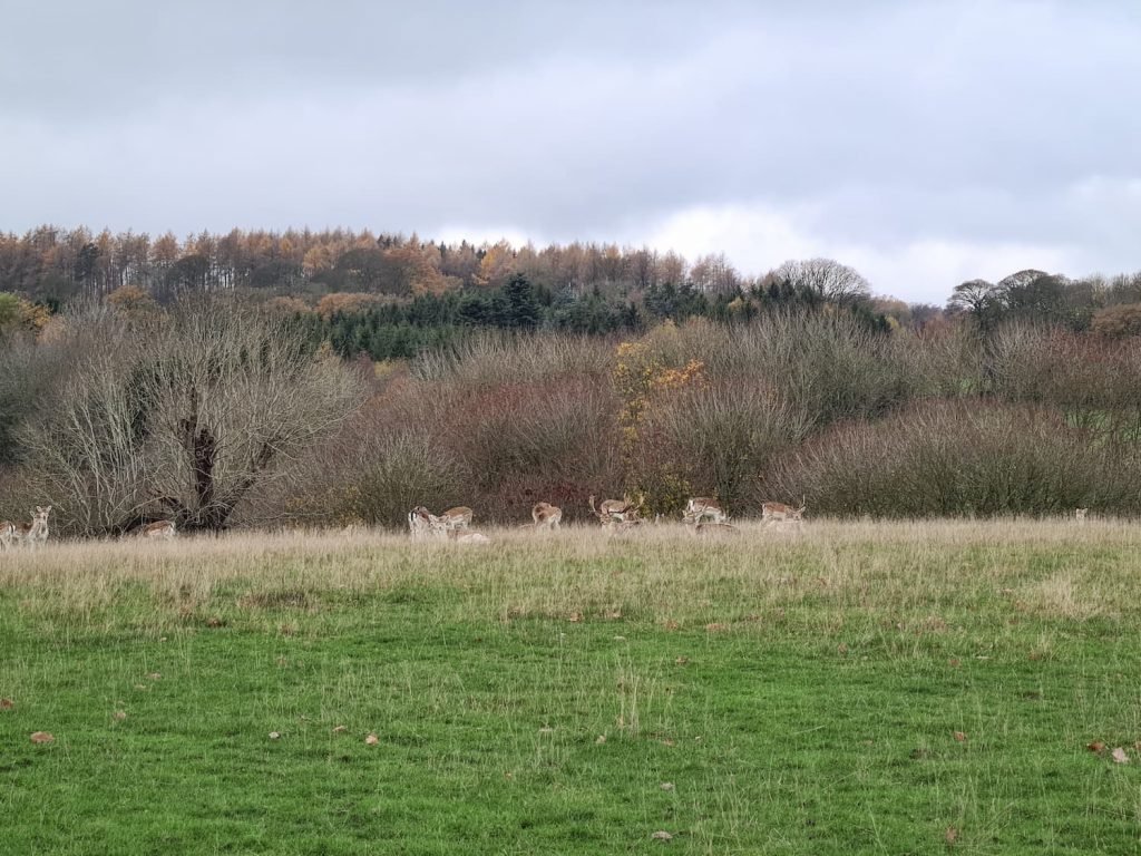 Fallow deer at Chatsworth House