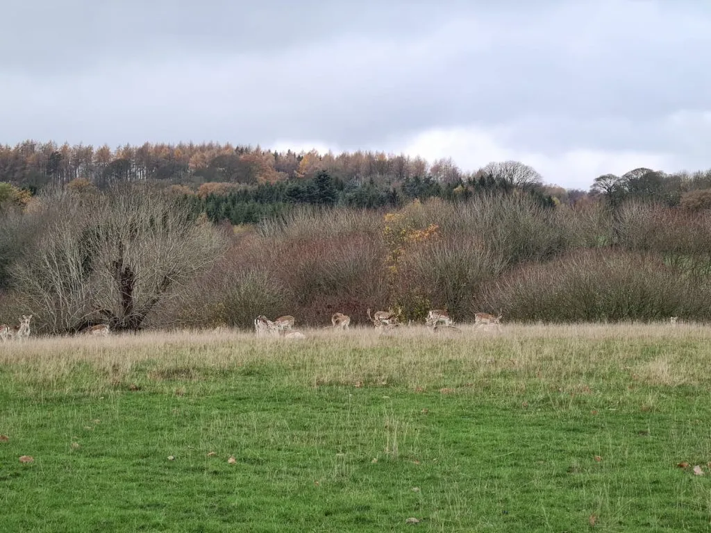 Fallow deer at Chatsworth House