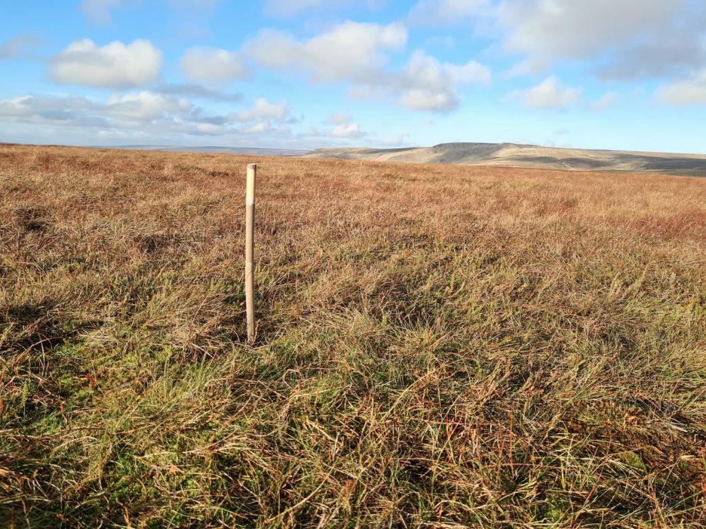 A view of Featherbed Top with a bamboo cane marking the summit