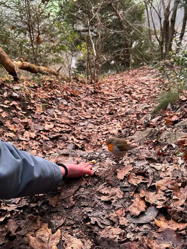 A small girl feeding a robin