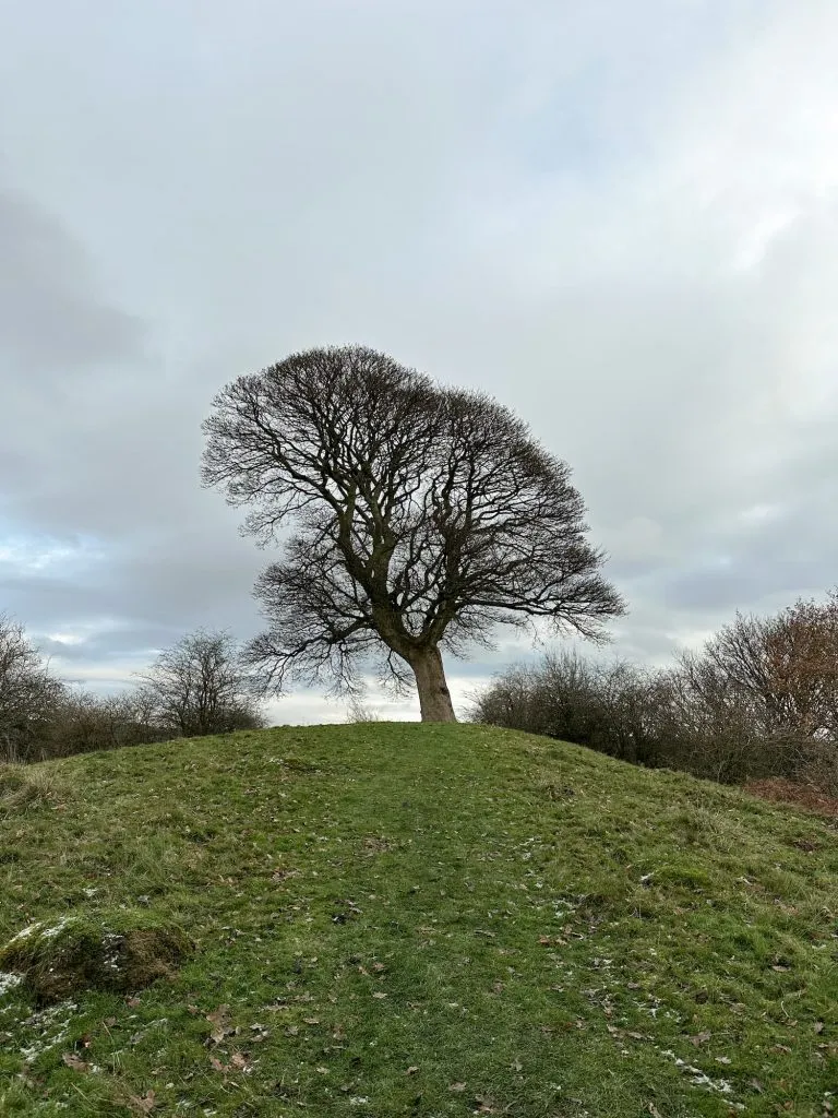 Oker Hill sycamore tree