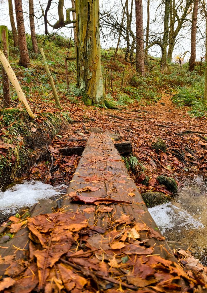 A plank bridge over a stream in a wood