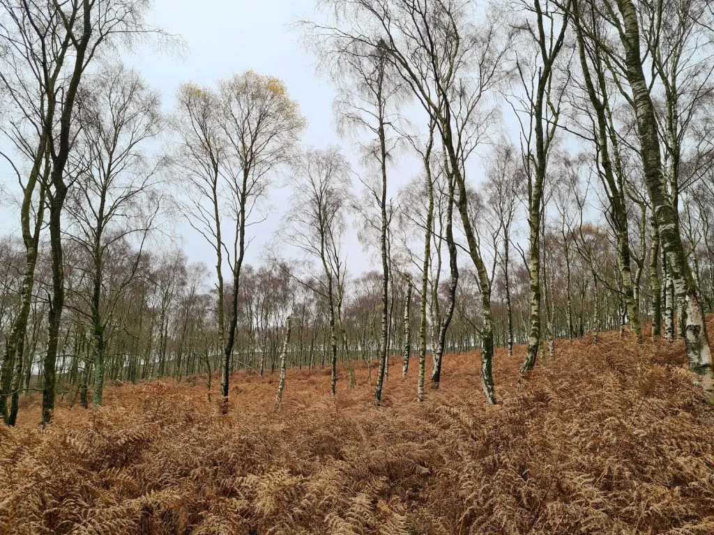 Silver birch woodland near Over Owler Tor