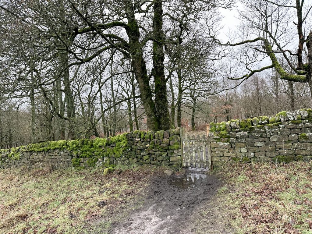 A wooden gate leading into the woods