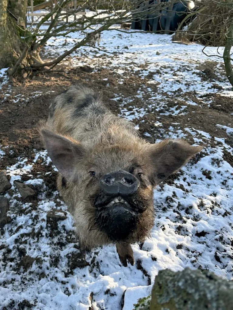 A muddy pig - The Wandering Wildflower