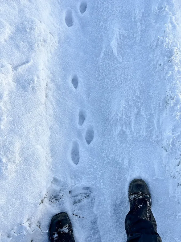 Mountain hare tracks in the snow in the Peak District - The Wandering Wildflower