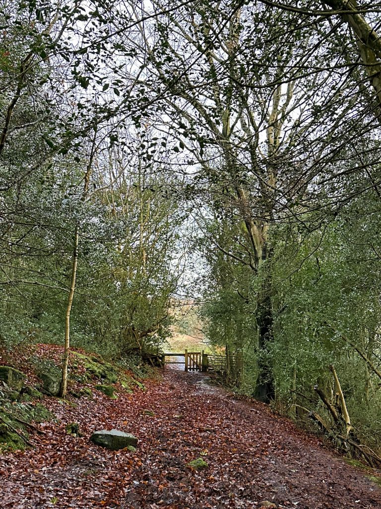 A wooden gate at the end of a woodland lane