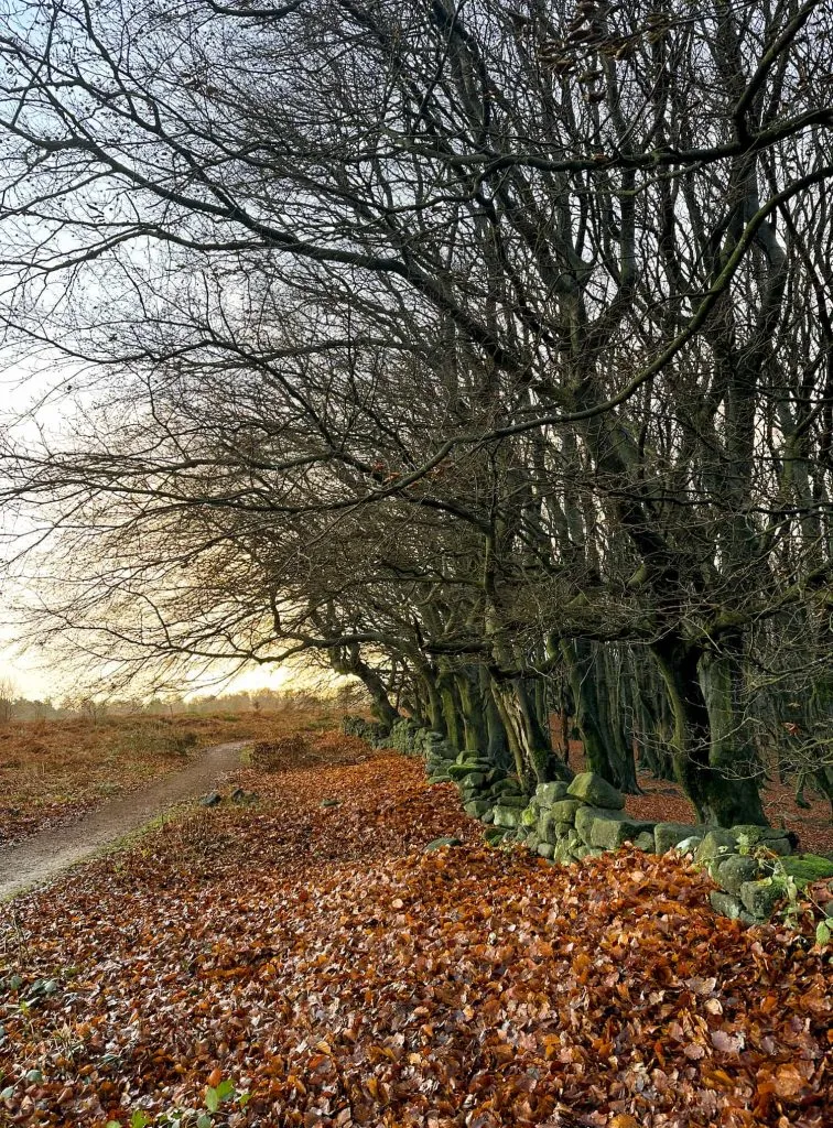 A row of beech trees near Whitwell Moor