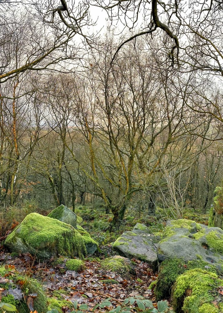 A birch woodland with gritstone outcrops near Whitwell Moor