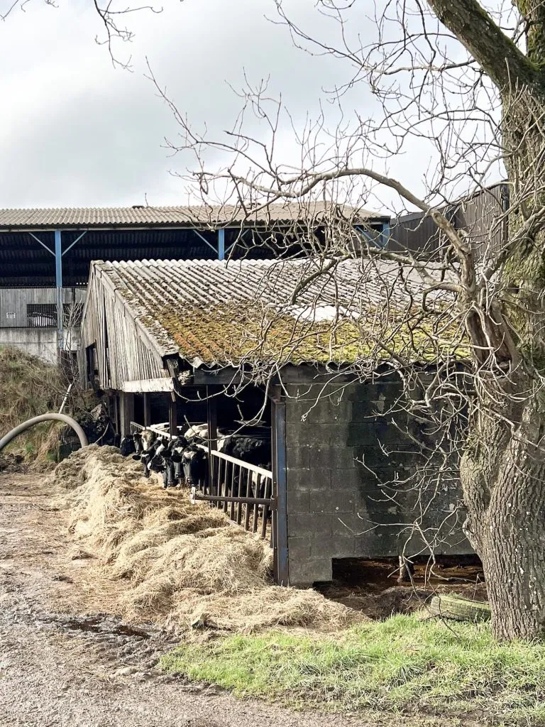 A shed of cows grazing on hay, all looking at the camera