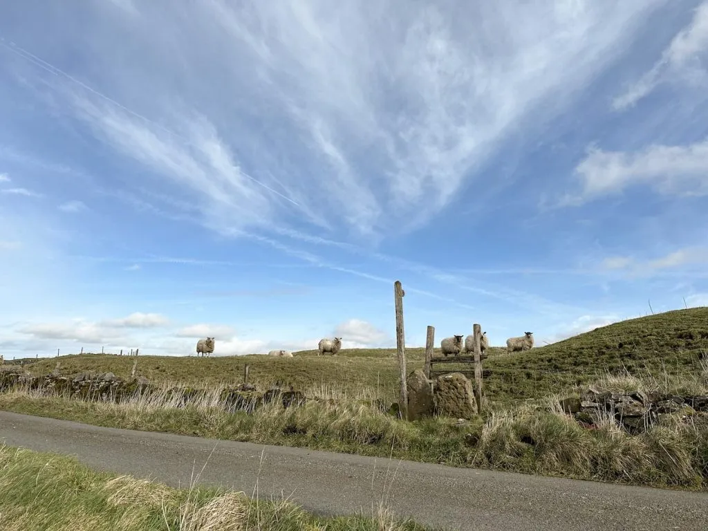 A stile and signpost heading into a field of white sheep