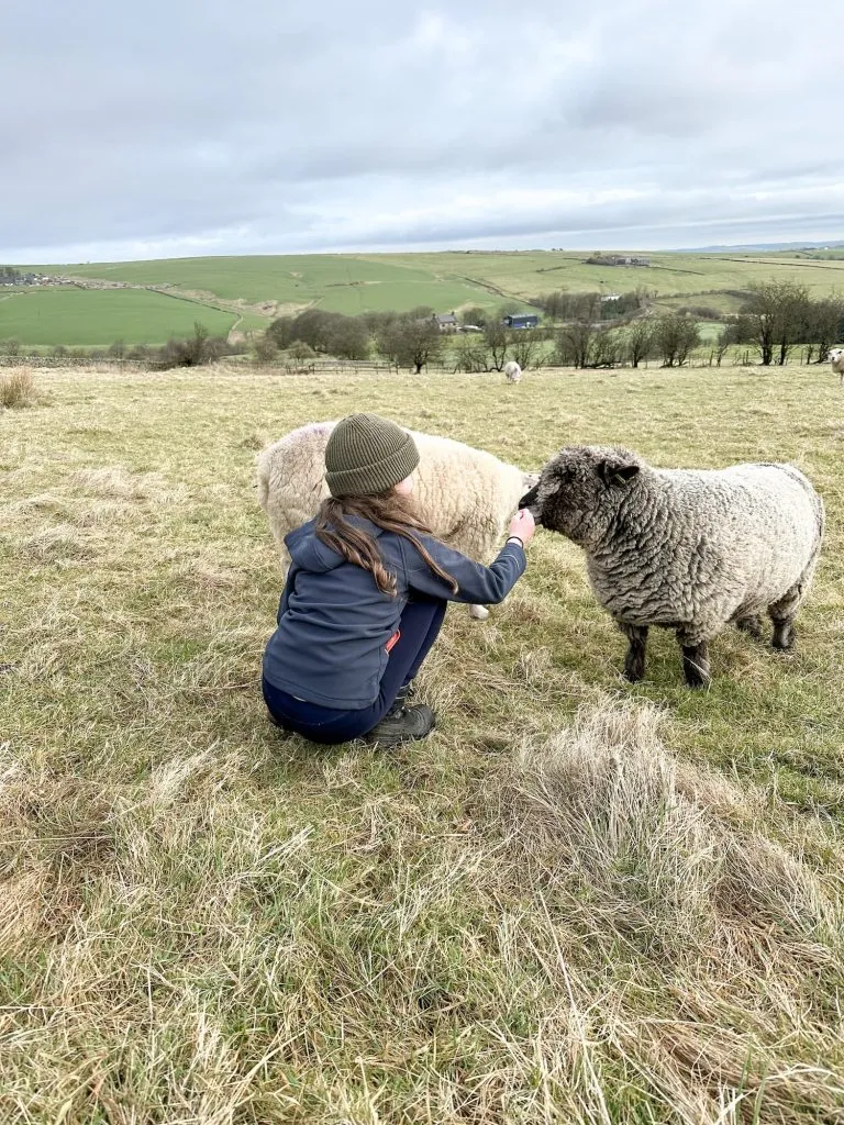 A girl stroking a sheep