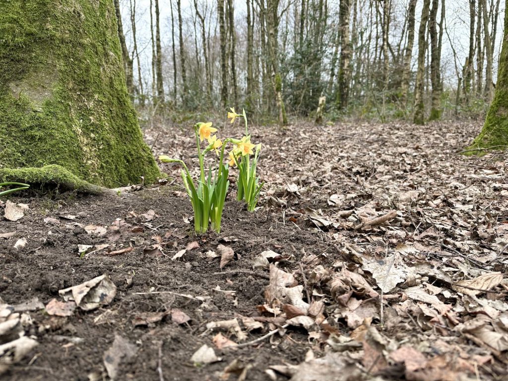 Mini Daffodils