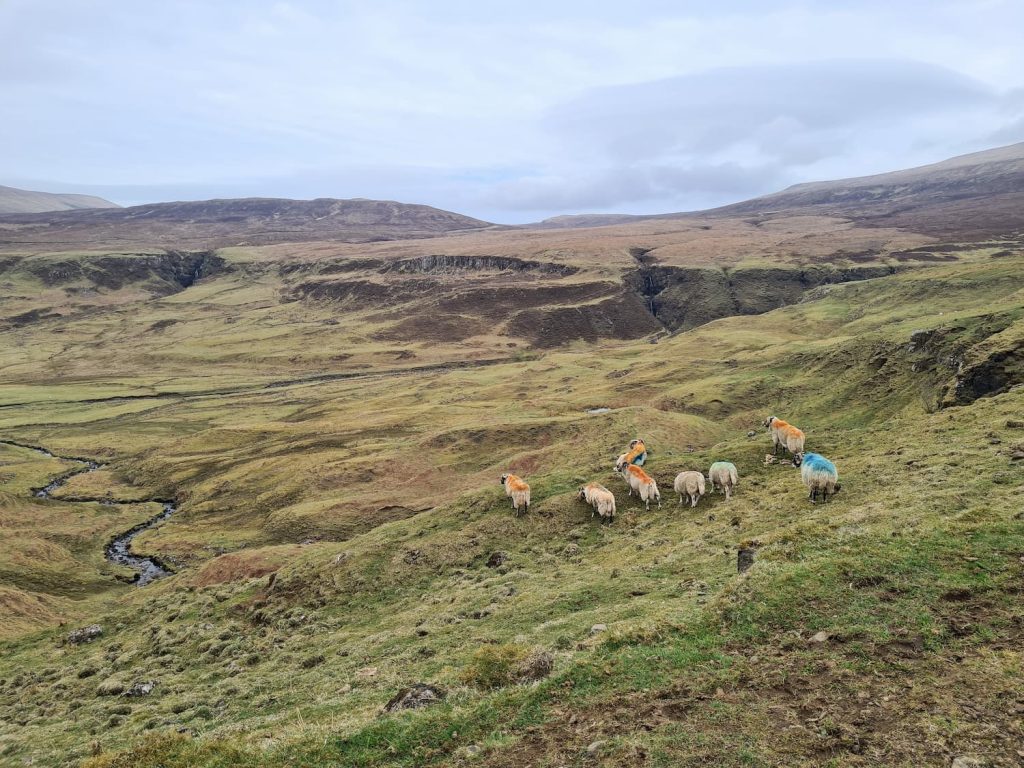 Colourful sheep on the moors below Beinn Edra