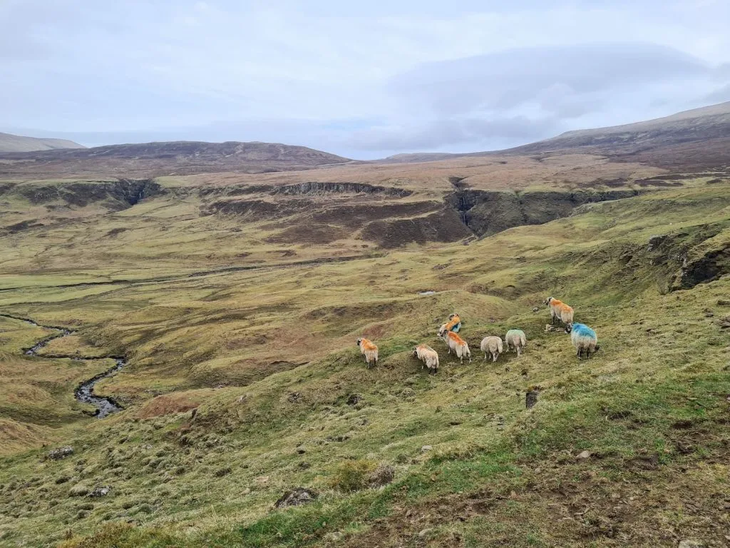 Colourful sheep on the moors below Beinn Edra