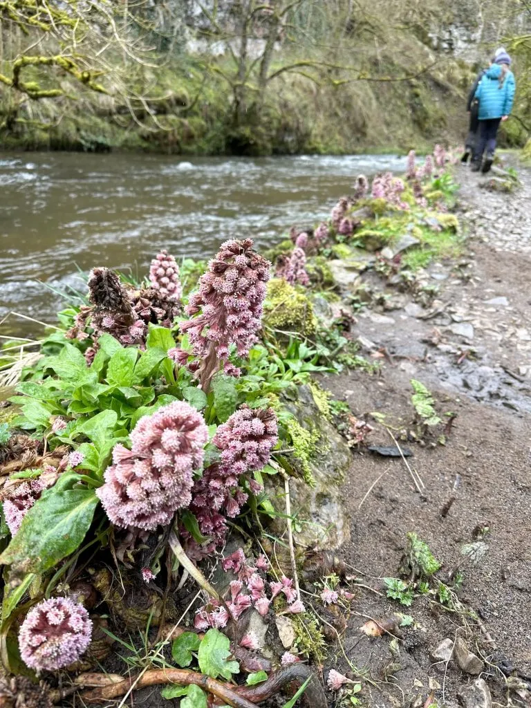 Butterbur in flower, a pink spring wildflower