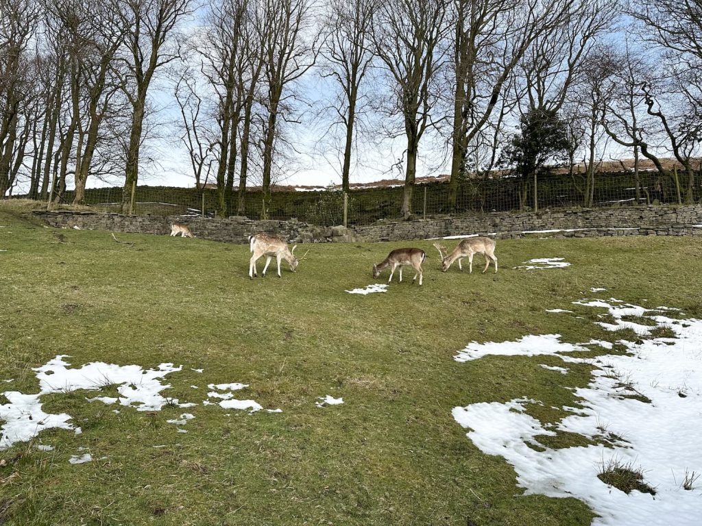 A small herd of fallow deer