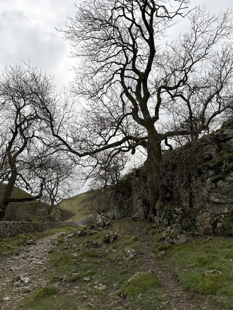 A gnarly old tree in Biggin Dale
