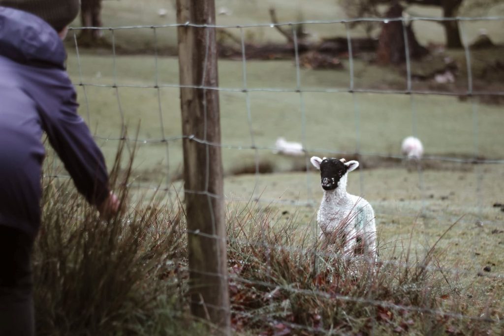 A lamb in the Lake District